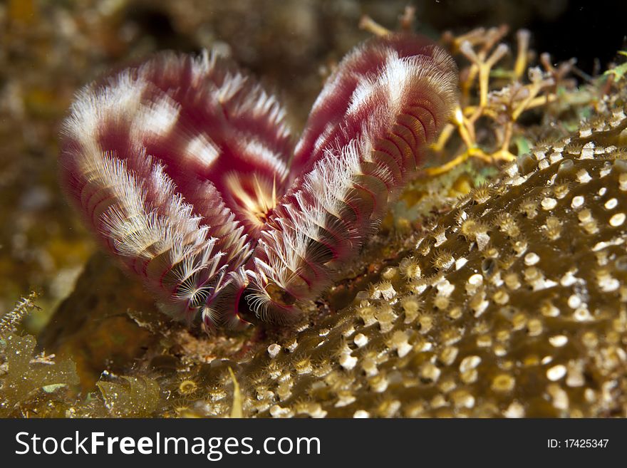 Underwater off the coast of Roatan Honduras a Split-crown feather duster worm