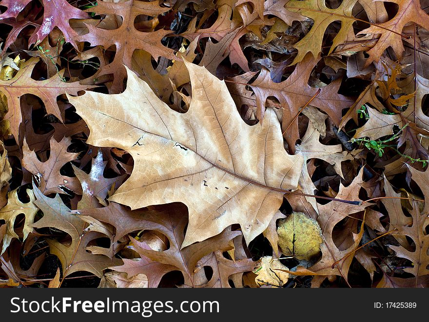 Autumn large oak leaf among smaller ones. Autumn large oak leaf among smaller ones