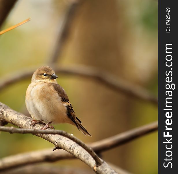 American goldfinch, Carduelis tristis, perched on a tree branch