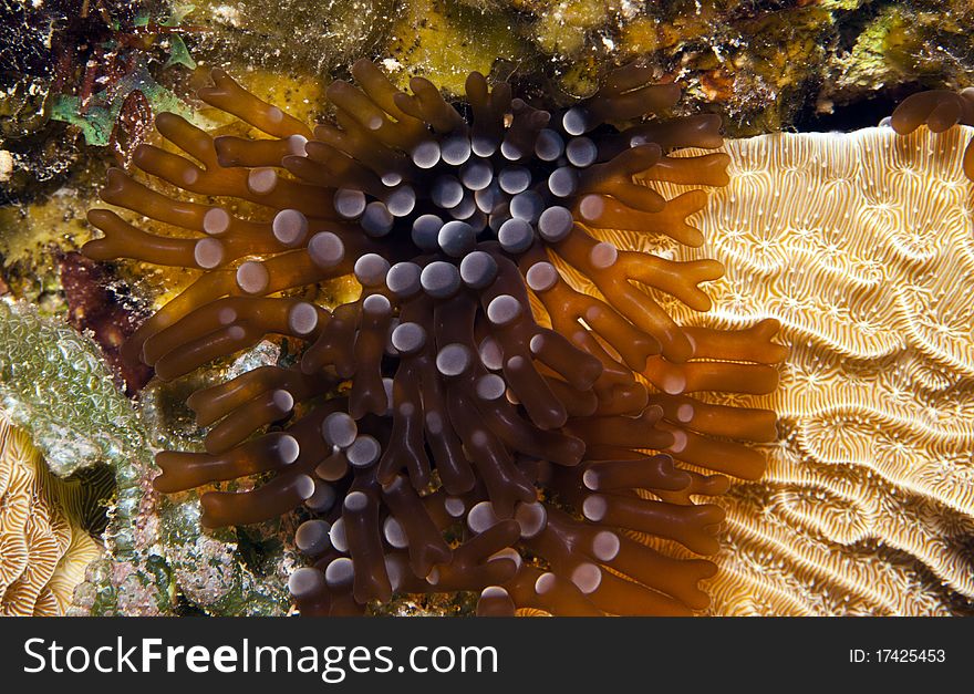 Coral reef at night with Branching anemone Lebrunia danae extended