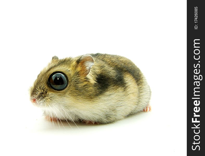 Little funny hamster very will be surprised