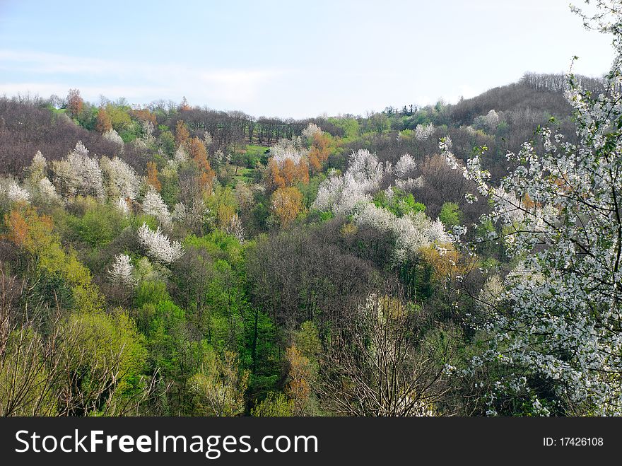Hills with trees in bloom on the hills of Genoa. Hills with trees in bloom on the hills of Genoa