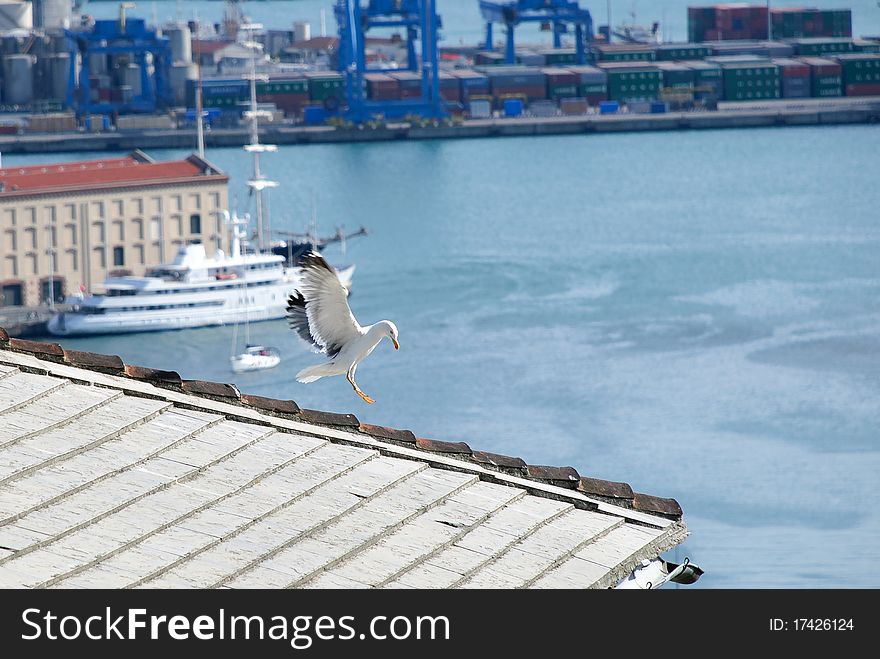 Seagull with open wings that lands on the roof of a house with the background of the port of Genoa. Seagull with open wings that lands on the roof of a house with the background of the port of Genoa
