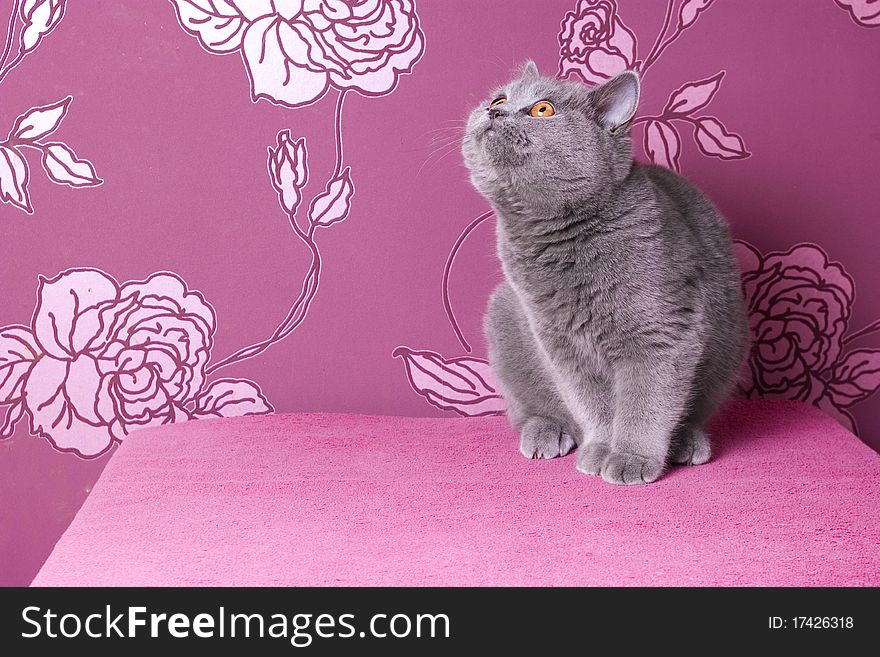 Blue british shorthair kitten on a pink background