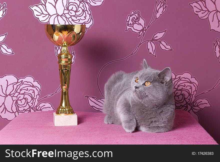 Blue british shorthair kitten with a cup. Blue british shorthair kitten with a cup