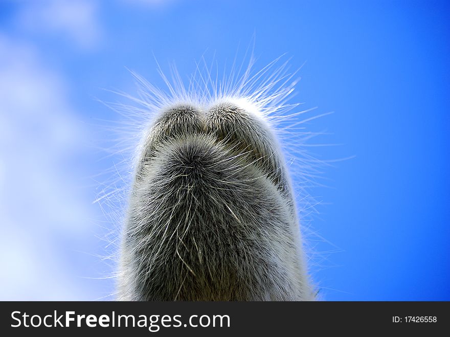 Camel mouth closeup against blue sky