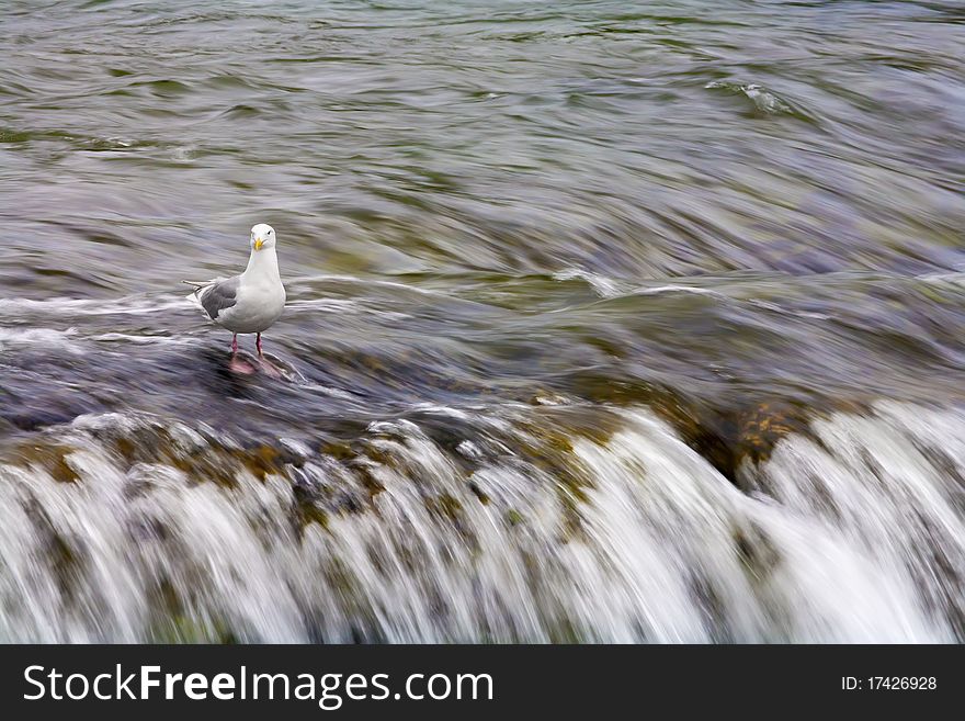 Seagull and waterfall