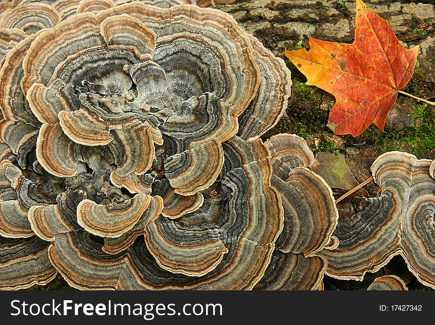 Fungus and Maple Leaf on a Log