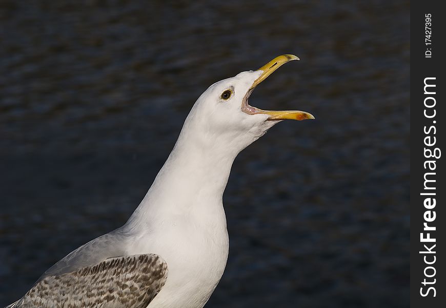 Racous Large Gull