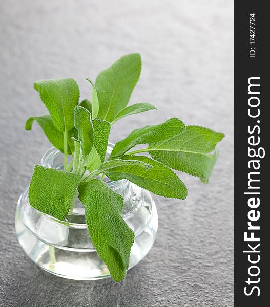 Fresh sage leaves in a glass closeup. Fresh sage leaves in a glass closeup