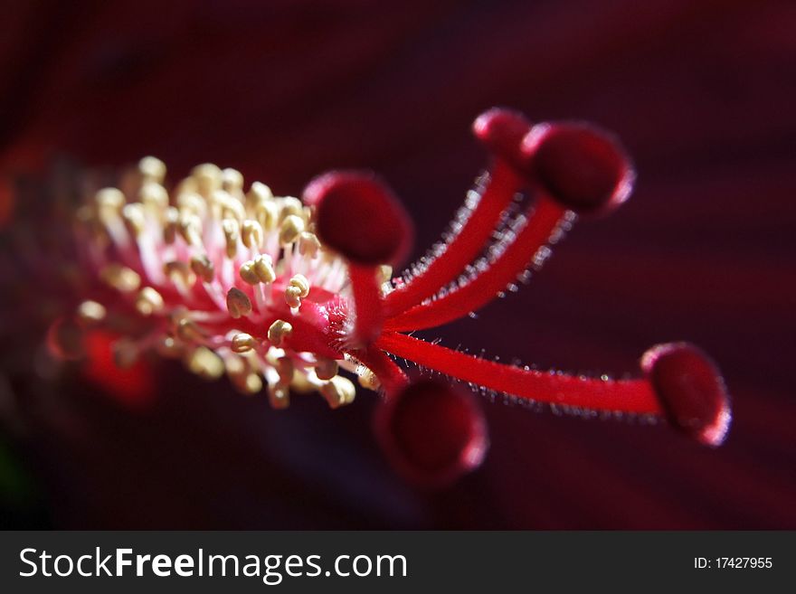 Stamen of a red hibiscus bloom. Stamen of a red hibiscus bloom.