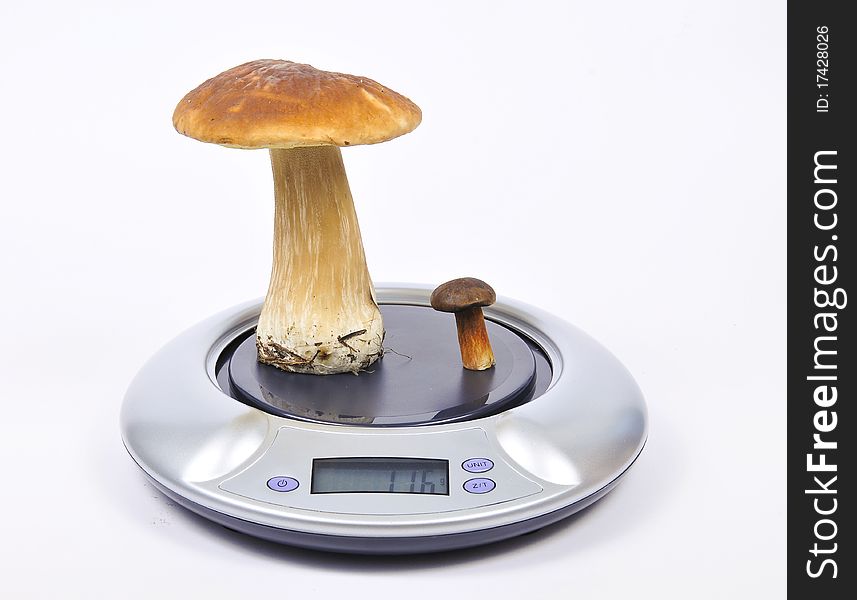 Two mushrooms standing on kitchen scales. Two mushrooms standing on kitchen scales