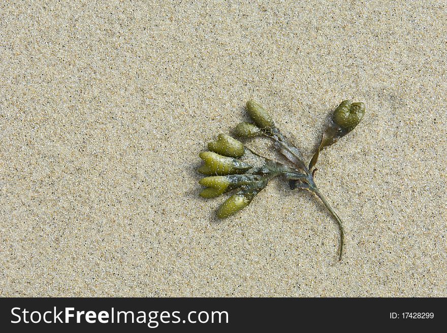 Alga in the sand of a beach