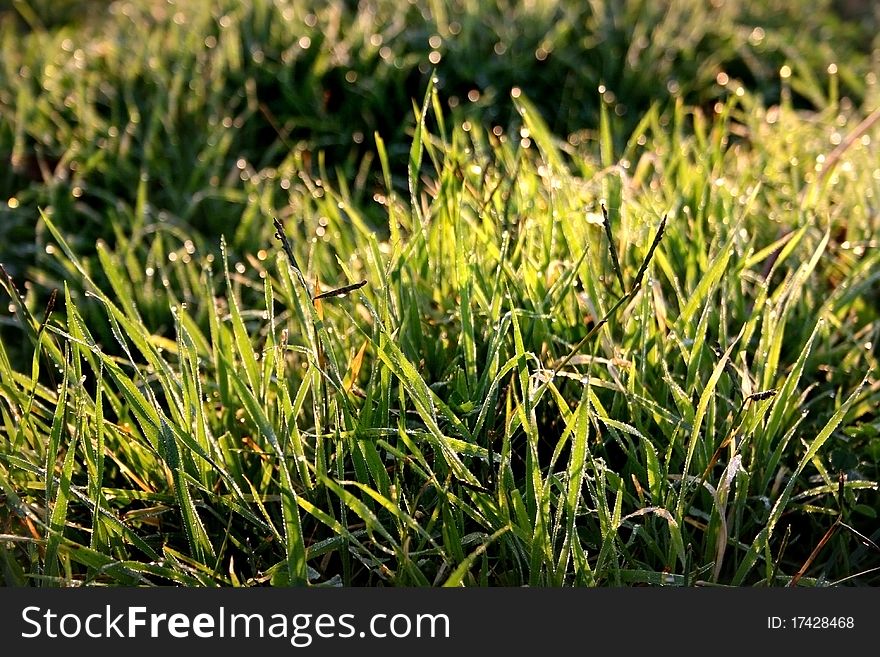 Dewdrops On Grass