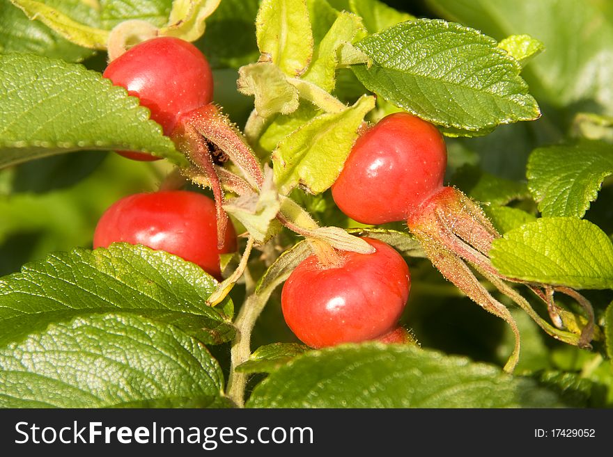 A shrub of dog rose on the island sylt