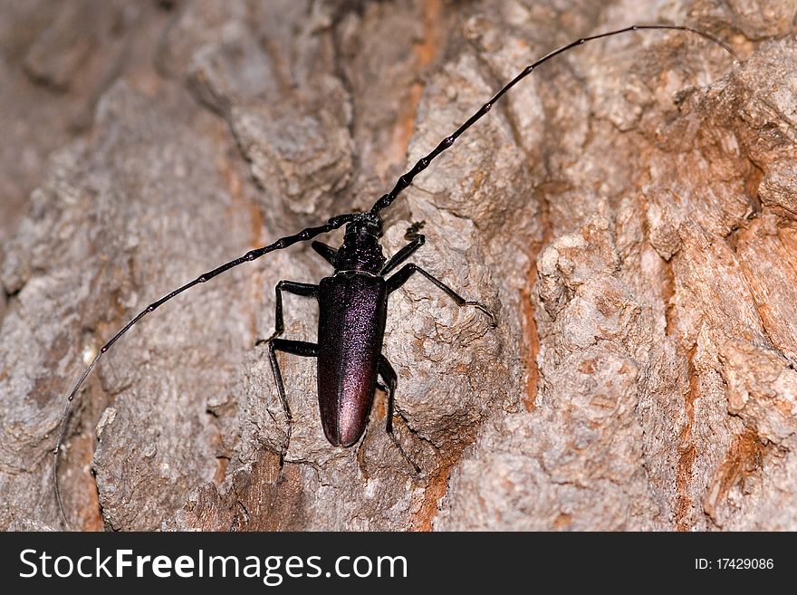 The endangered great capricorn beetle. The endangered great capricorn beetle