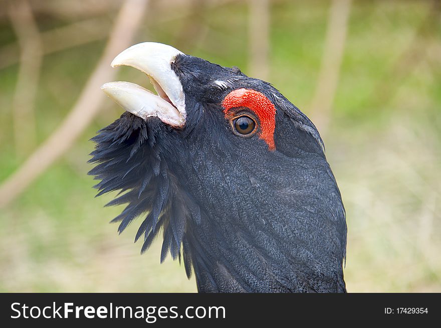 Beautiful Wood Grouse. Tetrao urogallus.