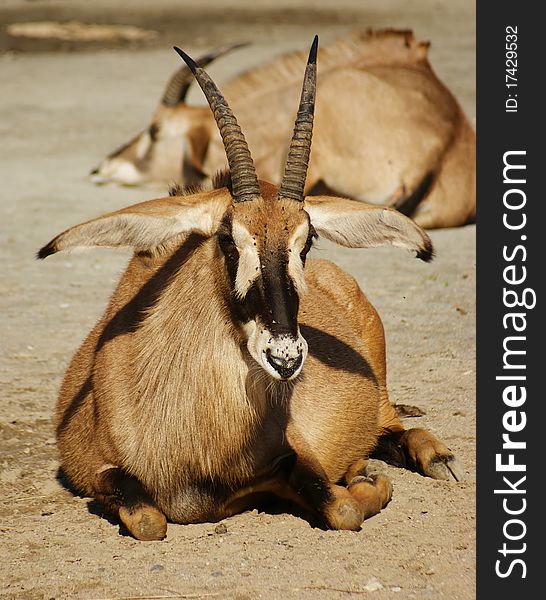 Lying African antelope in a zoo. Lying African antelope in a zoo