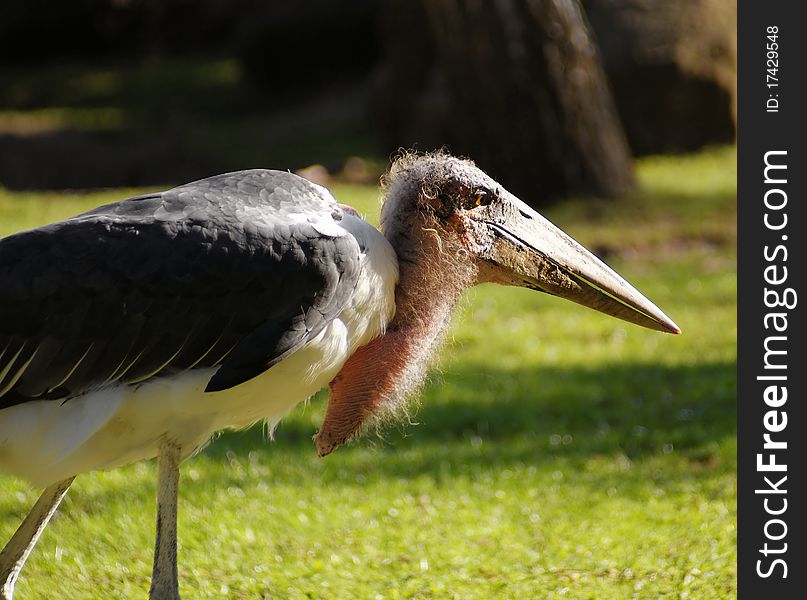 Big bird fishing for food in the zoo. Big bird fishing for food in the zoo