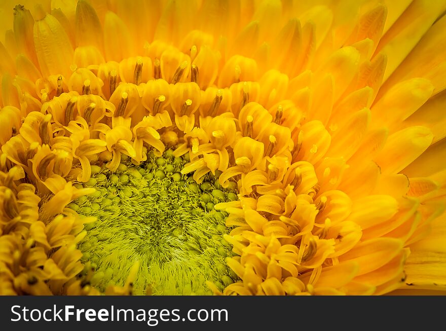 Macro Shot of a Sunflower