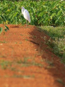 White Egret Standing In The Afternoon Sun Stock Photography White Egret Standing In The Afternoon Sun Stock Photography