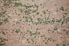 Old Brick Wall And Plants Royalty Free Stock Photos Old Brick Wall And Plants Royalty Free Stock Photos