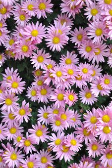 Light Purple Chrysanthemum Background Stock Photos Light Purple Chrysanthemum Background Stock Photos
