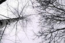 Mysterious Dead Wood Stock Image Mysterious Dead Wood Stock Image