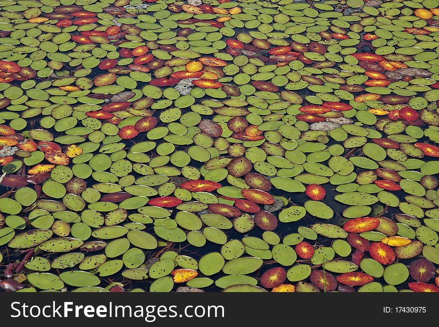 These lily pads offered a serene looking carpet of color. These lily pads offered a serene looking carpet of color.