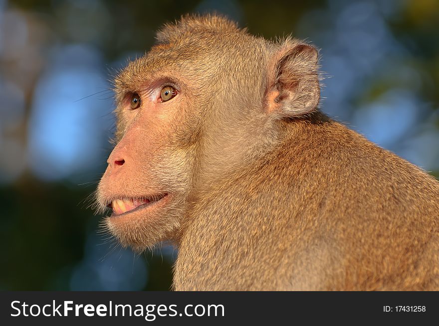 Face of the monkey in thailand. Face of the monkey in thailand