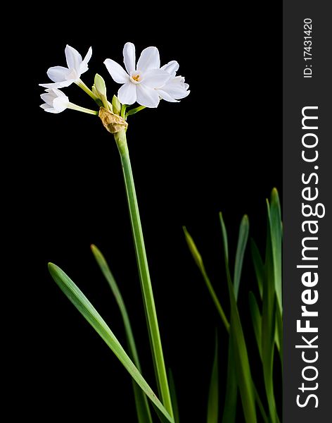 White narcissus isolated on black