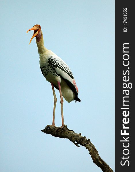 Painted stork standing on the top of the tree.