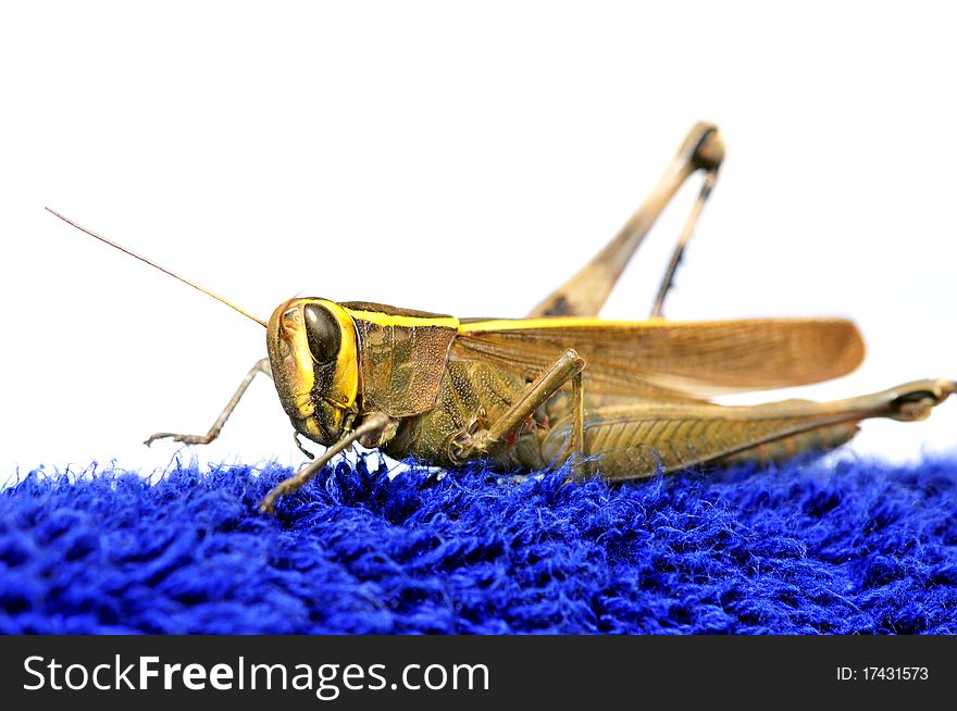 Closeup shot of common locust with white background.