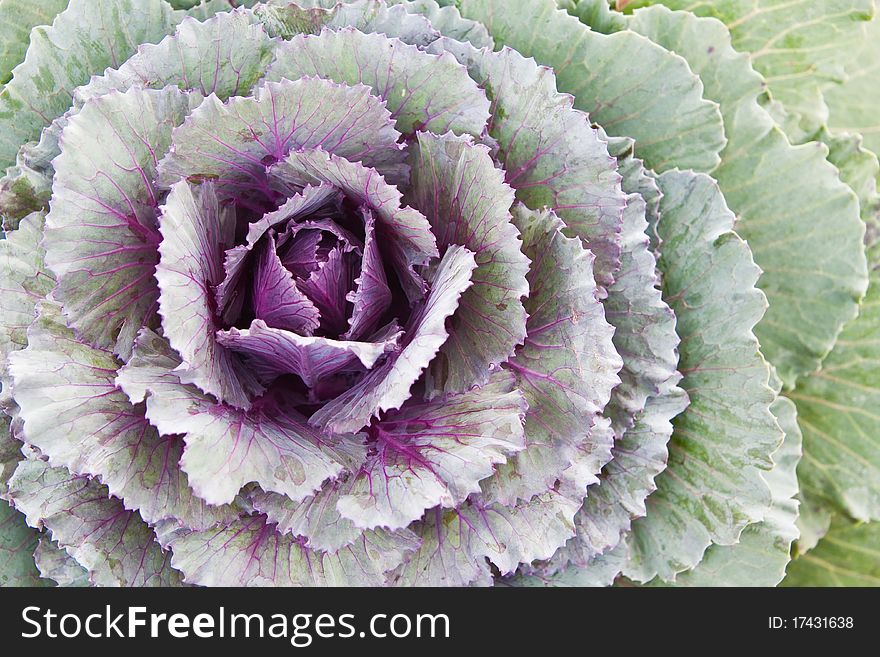 Ornamental Cabbage