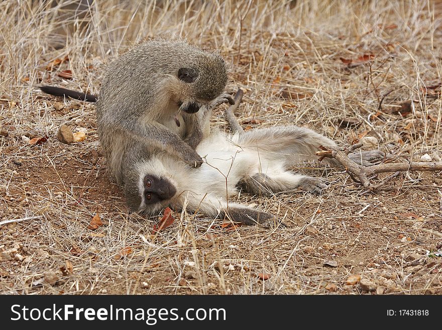 Vervet Monkeys Grooming