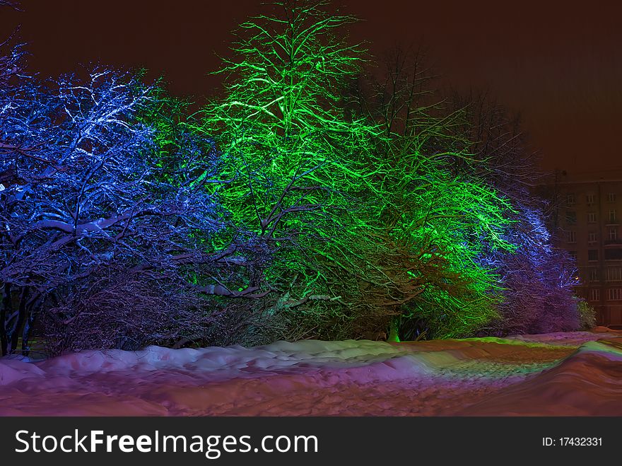 Snow-covered trees with color illumination at night in winter. Snow-covered trees with color illumination at night in winter