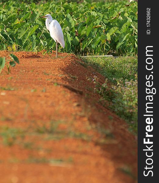 White Egret standing in the afternoon sun