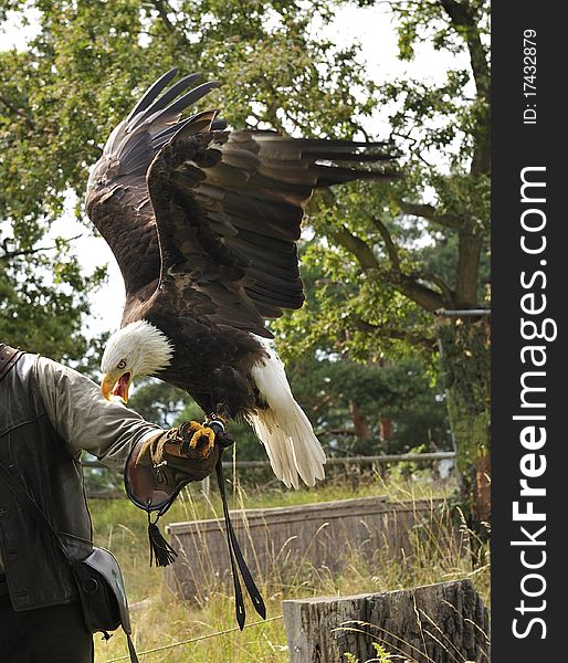Bald eagle is eating meat on hand of a falconer,Burg Regenstein,Harz,Germany. Bald eagle is eating meat on hand of a falconer,Burg Regenstein,Harz,Germany.