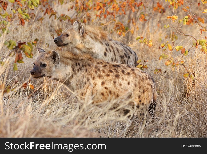 A pair of spotted hyaenas standing on alert in golden early morning sunshine. A pair of spotted hyaenas standing on alert in golden early morning sunshine