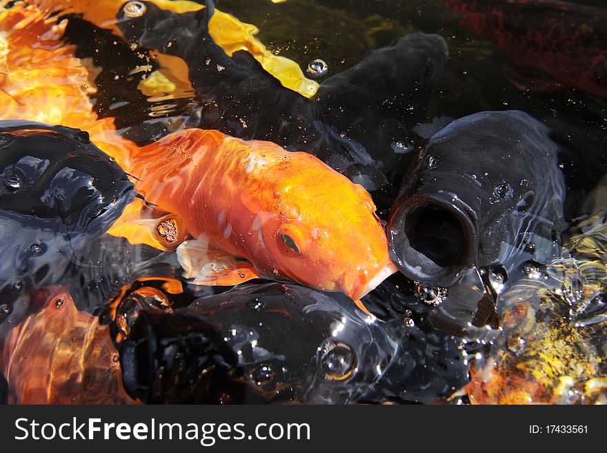 A pile of fish breathing in the water.
