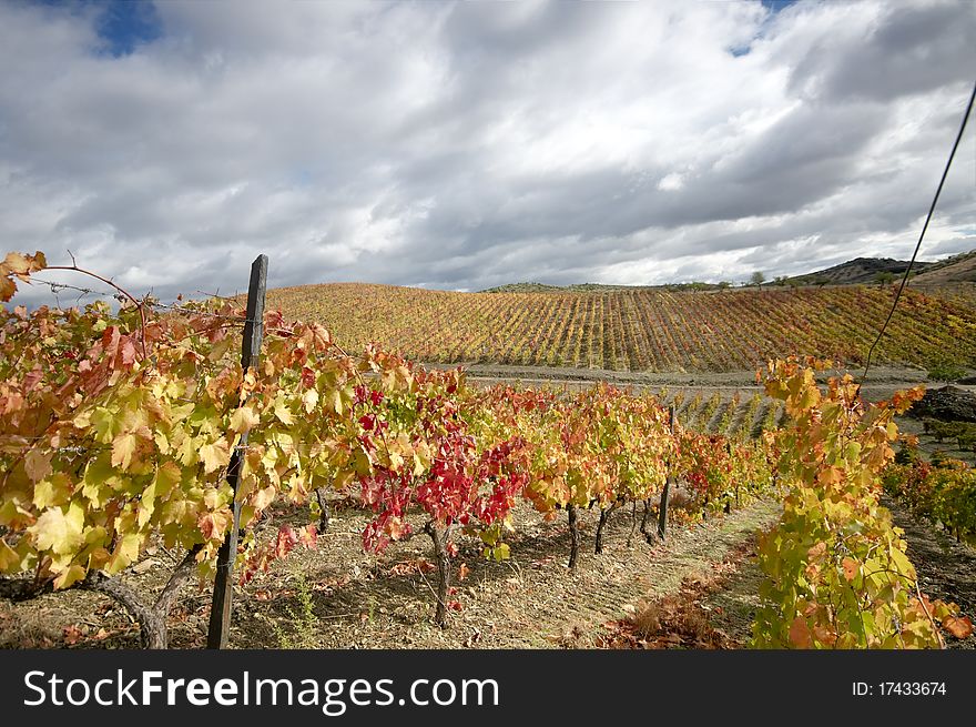 Vineyards In Autumn Colors