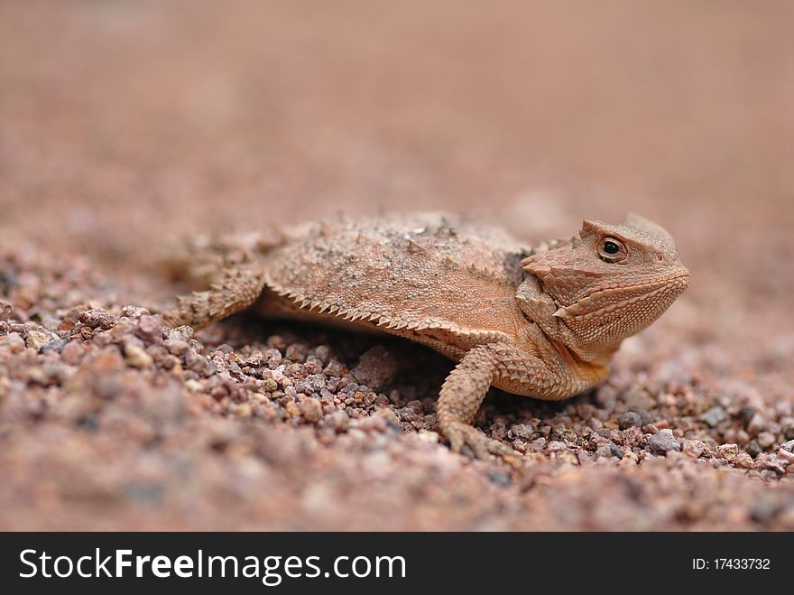 A small horned lizard from Cochise county in Arizona. A small horned lizard from Cochise county in Arizona.