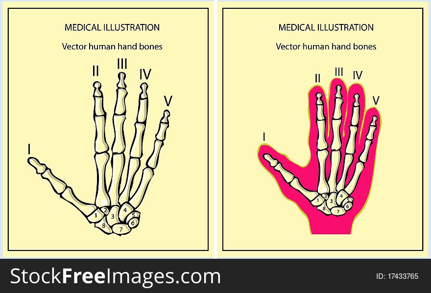 Skeletal hand medical illustrations body parts