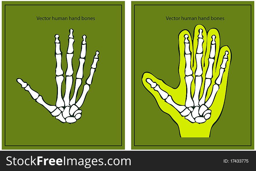 Vector Human Hand