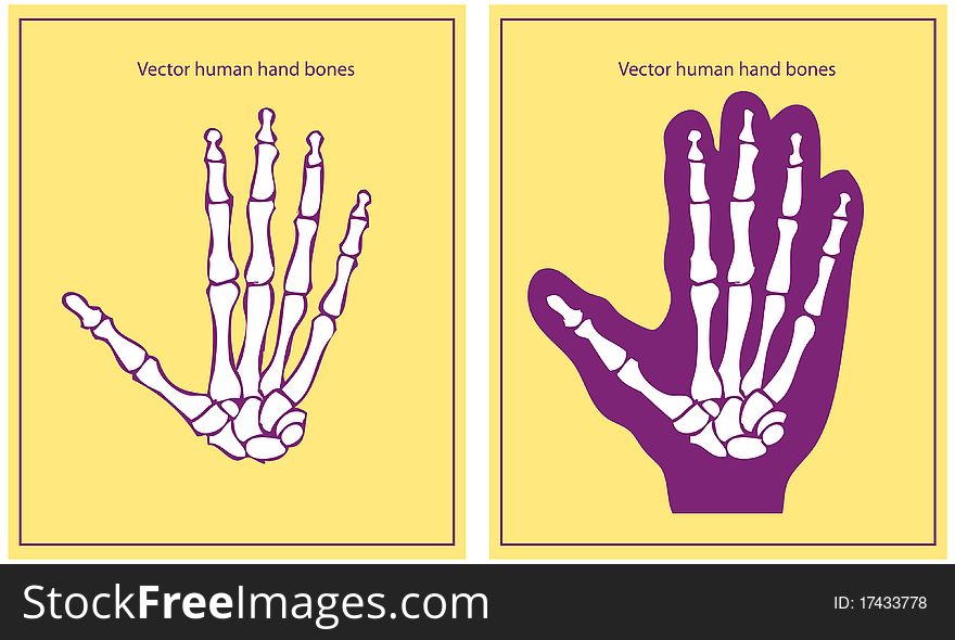 Vector human hand vector scheme