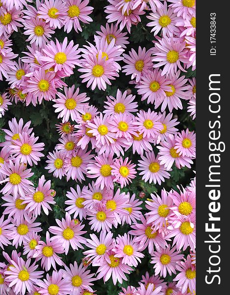 Light Purple Chrysanthemum Background