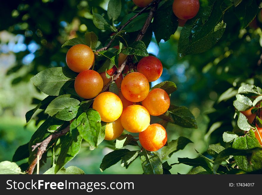 A bunch of orange plumbs on a tree