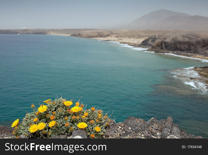 Yellow wild flowers, Lanzarote island, Spain