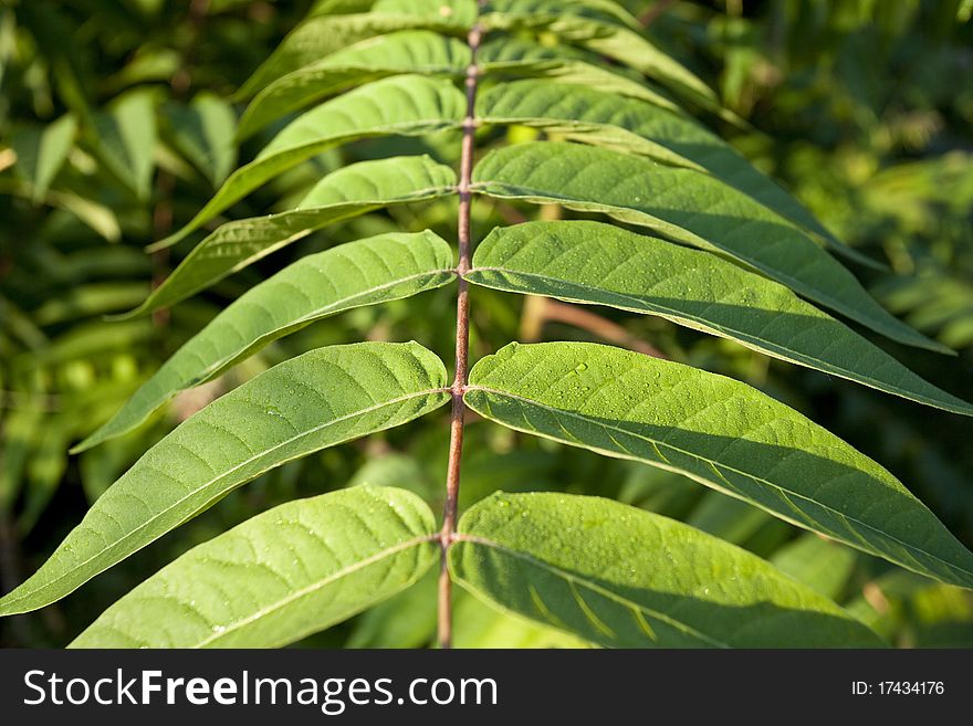 Green leaves on a sunny day