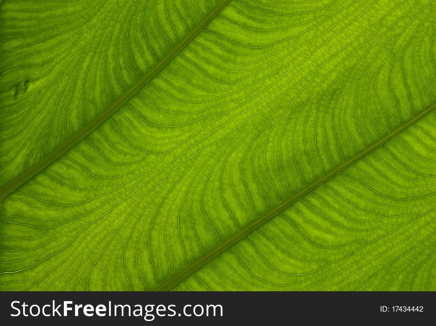 Texture On Leaf